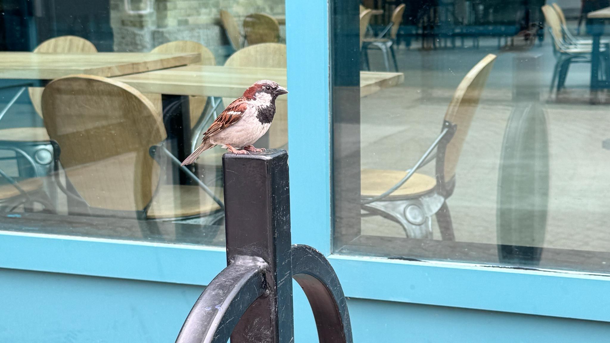BirdWeather App
