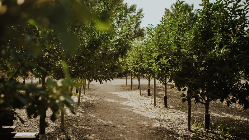 A lush walkway surrounded by greenery.
