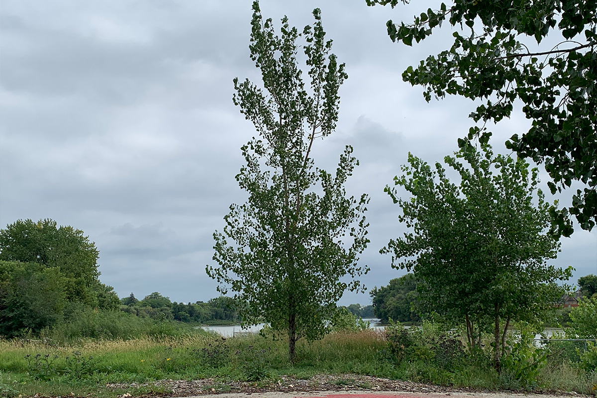 MMIWG2S contemplation garden concept